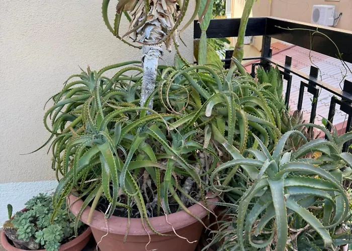 In A Pietragrande Mi Vida * Stalettì