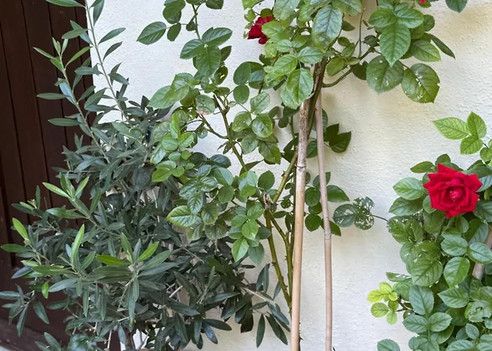 In A Pietragrande Mi Vida Casa de Férias