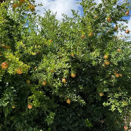 In A Pietragrande Mi Vida בית נופש Stalettì