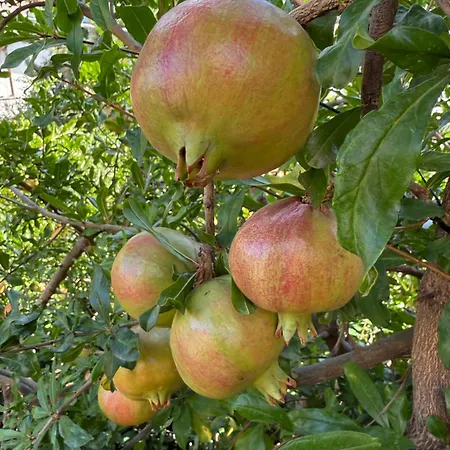 In A Pietragrande Mi Vida * Stalettì