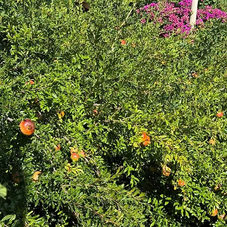 בית נופש In A Pietragrande Mi Vida *