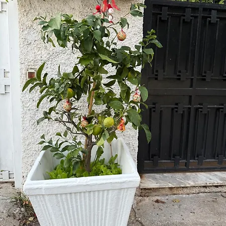 In A Pietragrande Mi Vida * Stalettì