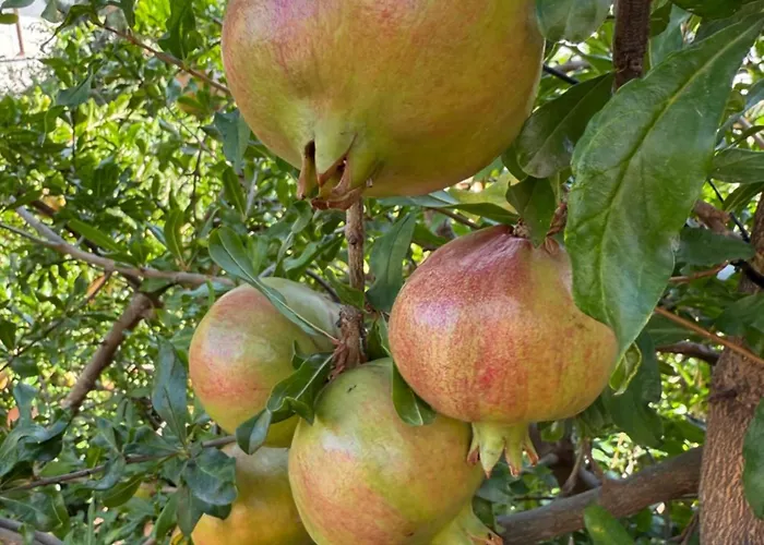 In A Pietragrande Mi Vida * Stalettì