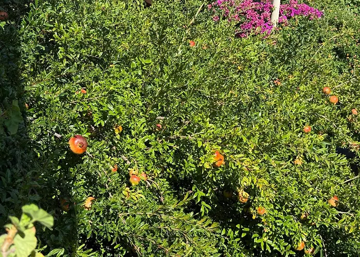 Casa de Férias In A Pietragrande Mi Vida *